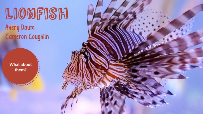 Lionfish by Avery Daum