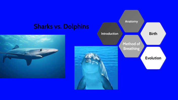 Compare and contrast shark and dolphins essay image