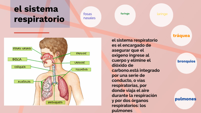 SISTEMA RESPIRATORIO GENESIS GONZALEZ by Karlos Peralta on Prezi