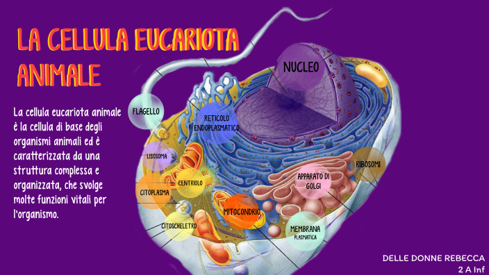 Cellula Animale by Rebecca Delle Donne on Prezi