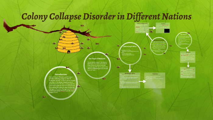 Colony Collapse Disorder By 5910