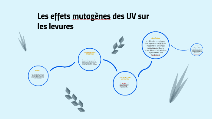 Tp Effet Mutagene Des Uv Sur Les Levures