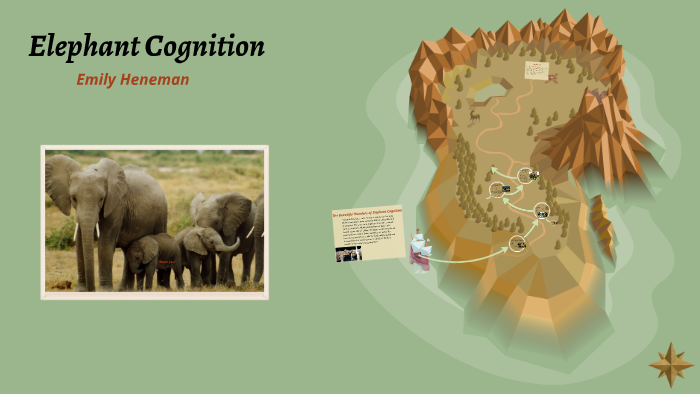 Elephant Cognition By Emily Heneman On Prezi