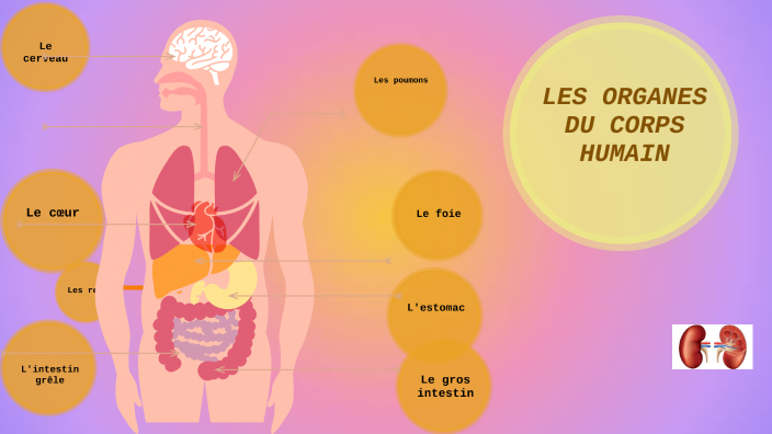 Les organes du corps humain by ekin hatipagaoglu on Prezi