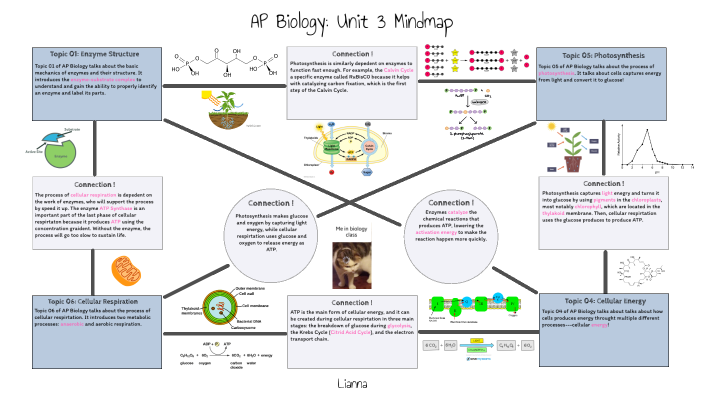 AP Biology: Unit 3 Mindmap by Lianna Servin on Prezi