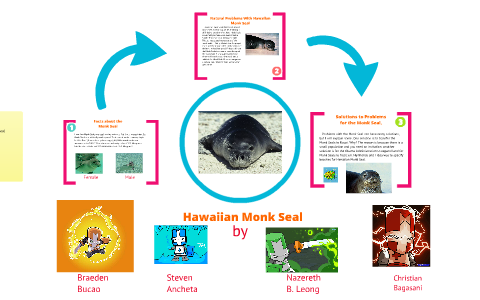 Hawaiian Monk Seal by Braeden Bucao on Prezi