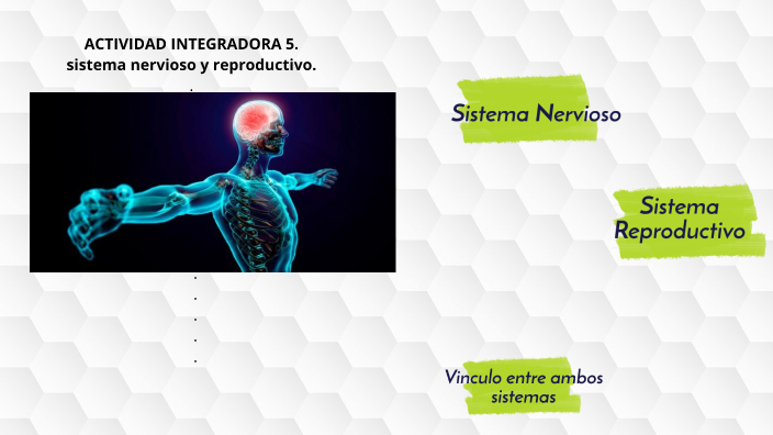 Actividad Integradora Sistema Nervioso Y Reproductivo By Karemy De