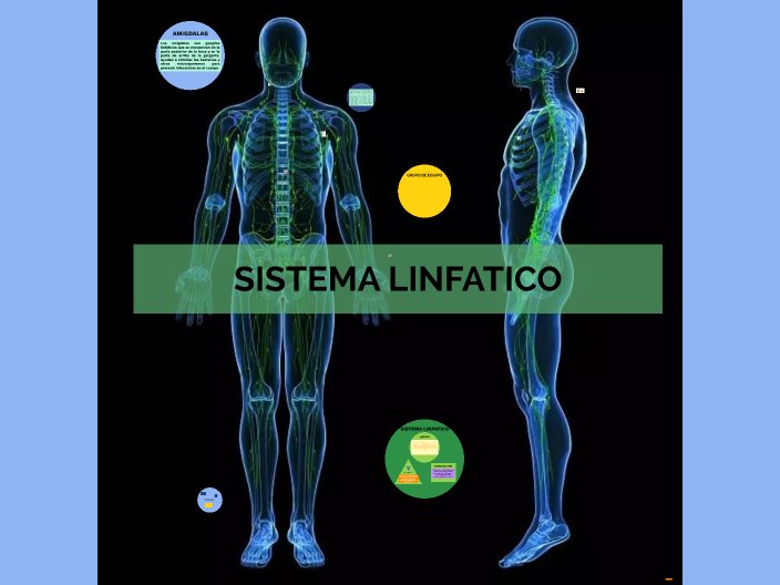 Sistema Linfatico By Sergio Fernandez On Prezi