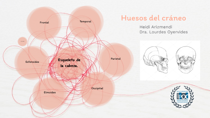 Huesos del Cráneo by Heidi Arizmendi on Prezi