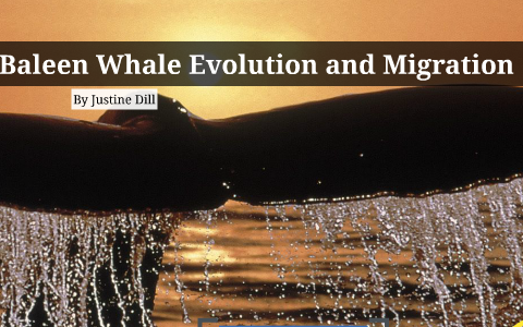 Baleen Whale Evolution and Migration by on Prezi