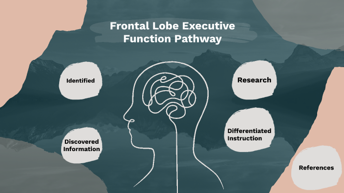 Frontal Lobe Executive Function Pathway By Victoria Ondris On Prezi