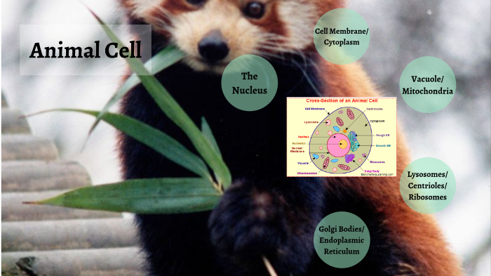 Animal Cell by Isabella Webster on Prezi