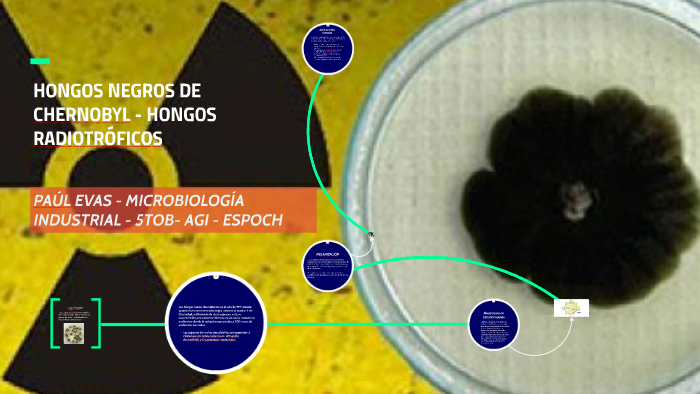 Hongo Radioactivo HONGOS NEGROS DE CHERNÓBIL - HONGOS RADIOTRÓFICOS by Paul Evas on Prezi