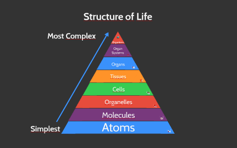 Structure of Life by Ryan Everhart on Prezi