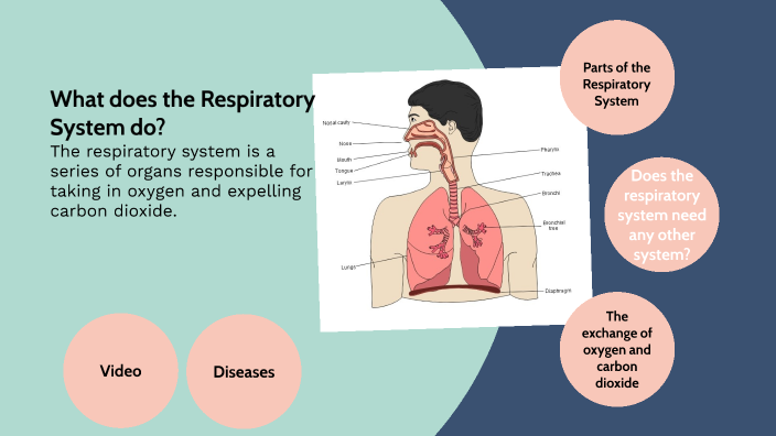 Respiratory System by Mia Lepp on Prezi