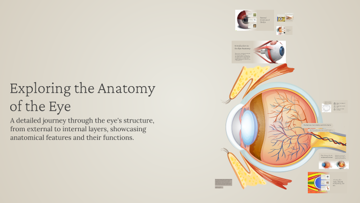 Exploring the Anatomy of the Eye by on Prezi