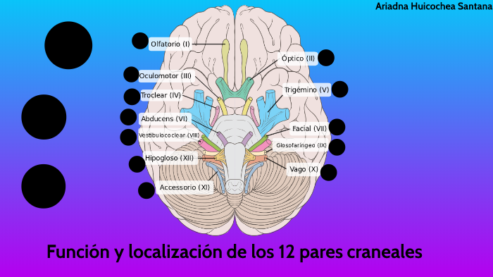 Función y localización de los pares craneales by ariadna huicochea on Prezi