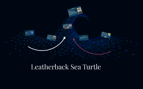 Leatherback Sea Turtle by Tara Murtagh on Prezi