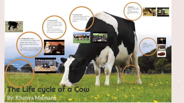 Life Cycle of a Cow by Khanya Msimang by Nkanyiso Msimang on Prezi