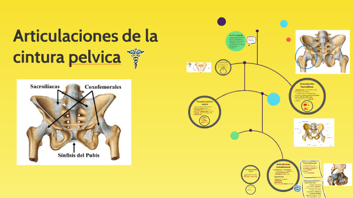 Articulaciones del Miembro Inferior by Amanda Velarde on Prezi