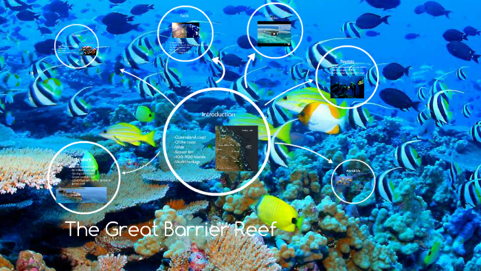 The Great Barrier Reef by Sofie Liv Petry on Prezi