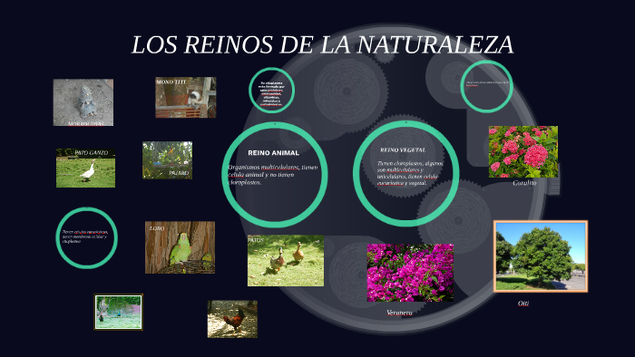 LOS REINOS DE LA NATURALEZA by Lucas Lohan Tordecilla Forero on Prezi