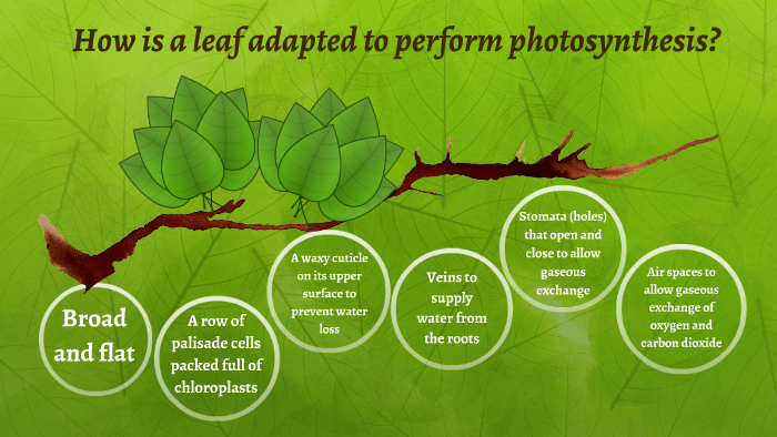 List Three Adaptive Features Of A Leaf To Photosynthesis