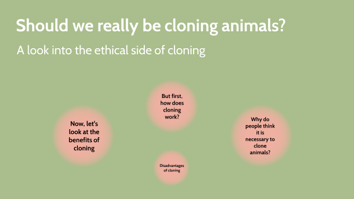 Should we be cloning animals? by Carlyn Hinchliffe