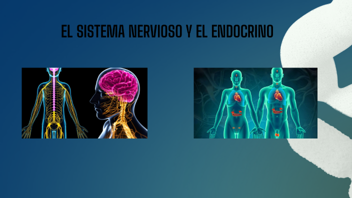 EL SISTEMA NERVIOSO Y EL ENDOCRINO by Irene Pozanco Camacho on Prezi