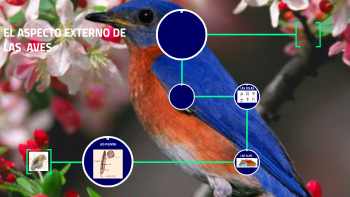 El aspecto externo de las aves by joaquin121 mariano on Prezi