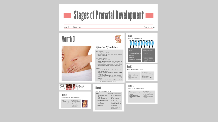 Stages of Prenatal Development by Teira Youngdell on Prezi