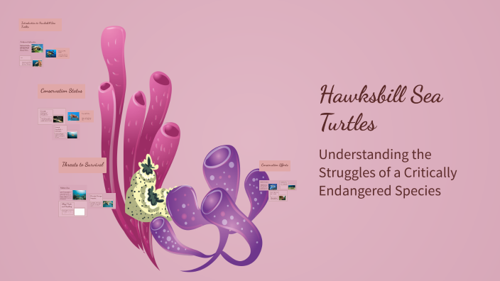 Hawksbill Sea Turtles by Mehraj Tasmia Abdul Rahman on Prezi