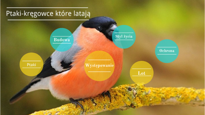 Ptaki-latające kręgowce by Maja Olszewska on Prezi