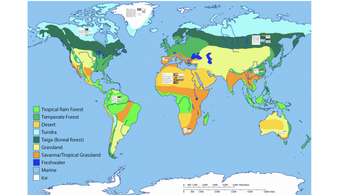 world map biomes by Arezou Rasoli