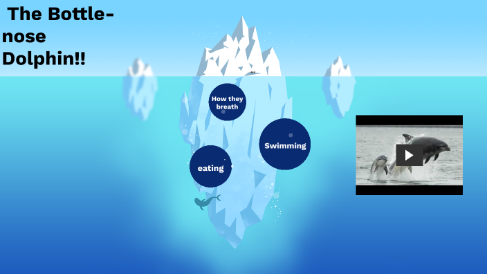 The Bottlenose Dolphin by Alyah Anderson on Prezi