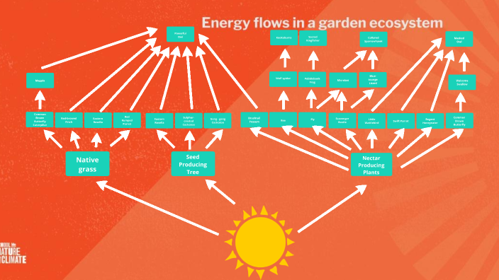 Schools For Wildlife Secondary Ecosystem Energy Flow Chart By Clare Tarlinton On Prezi