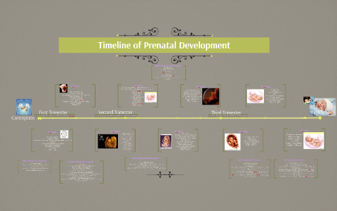 Timeline Of Prenatal Development By Kira Barber On Prezi