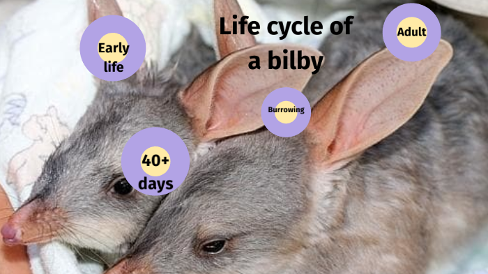 Life cycle of a bilby by Charlotte Elliott on Prezi
