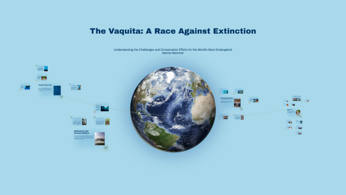 The Vaquita A Race Against Extinction By Ka Yuri On Prezi The Vaquita A Race Against Extinction By Ka Yuri On Prezi