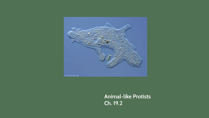 Animal-like Protists by Alisha Jarvis