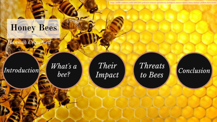 The Importance of Bees by Hannah Crawford on Prezi