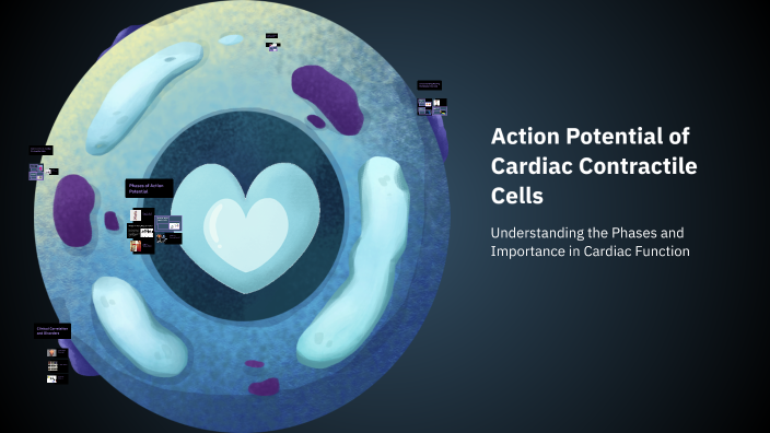 Action Potential of Cardiac Contractile Cells by Kyrillos Farag on Prezi