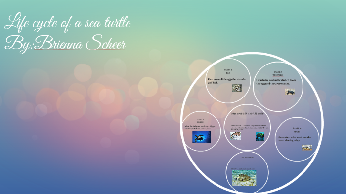 Life cycle of a sea turtle by Chelsea Vortherms on Prezi