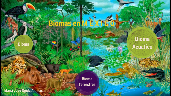 Biomas en México. by Maria Ojeda