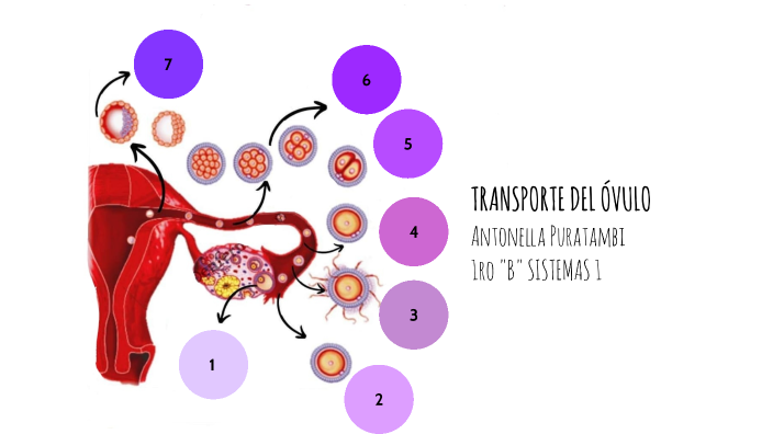 sistemas I by HEIDI ANTONELLA PURATAMBI LOPEZ on Prezi