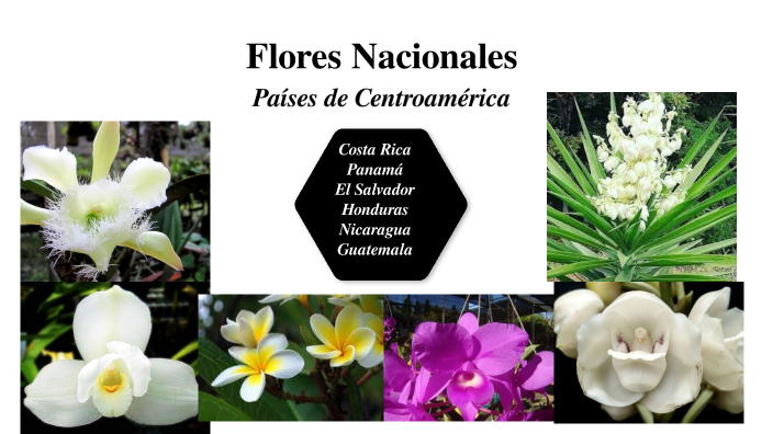 Flores Nacionales de los Países de Centroamérica by Kathleen Oporto on  Prezi Next