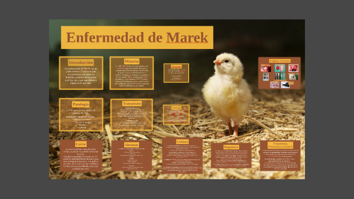 Enfermedad de Marek by Pachu Benitez on Prezi