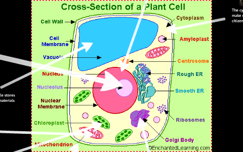 Plant Cell Analogy by Bailey Gallagher on Prezi