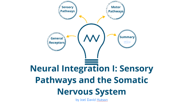 Neural Integration I: Sensory Pathways And The Somatic Nervous System 