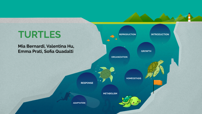 turtles by Mia on Prezi